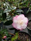 Camellia sasanqua 'Radiant Pixie' at Camellia Forest Nursery