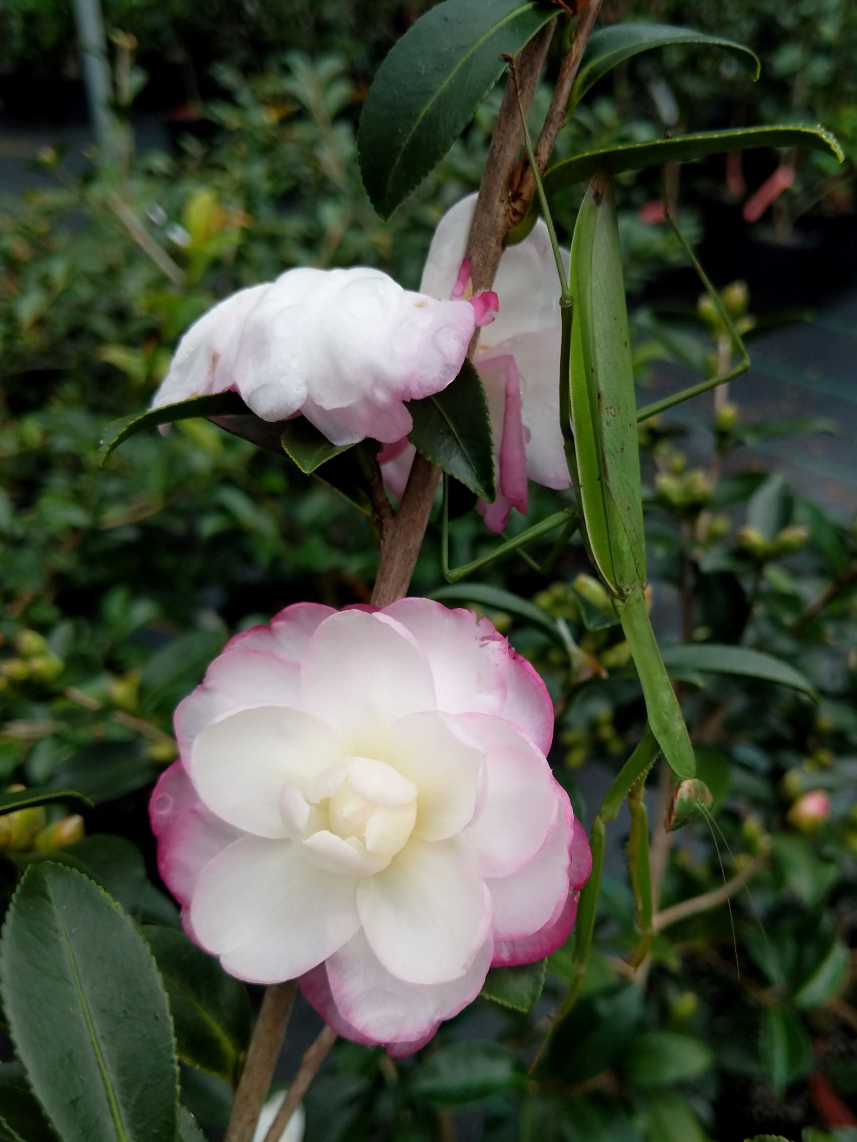 Camellia sasanqua 'Radiant Pixie' at Camellia Forest Nursery