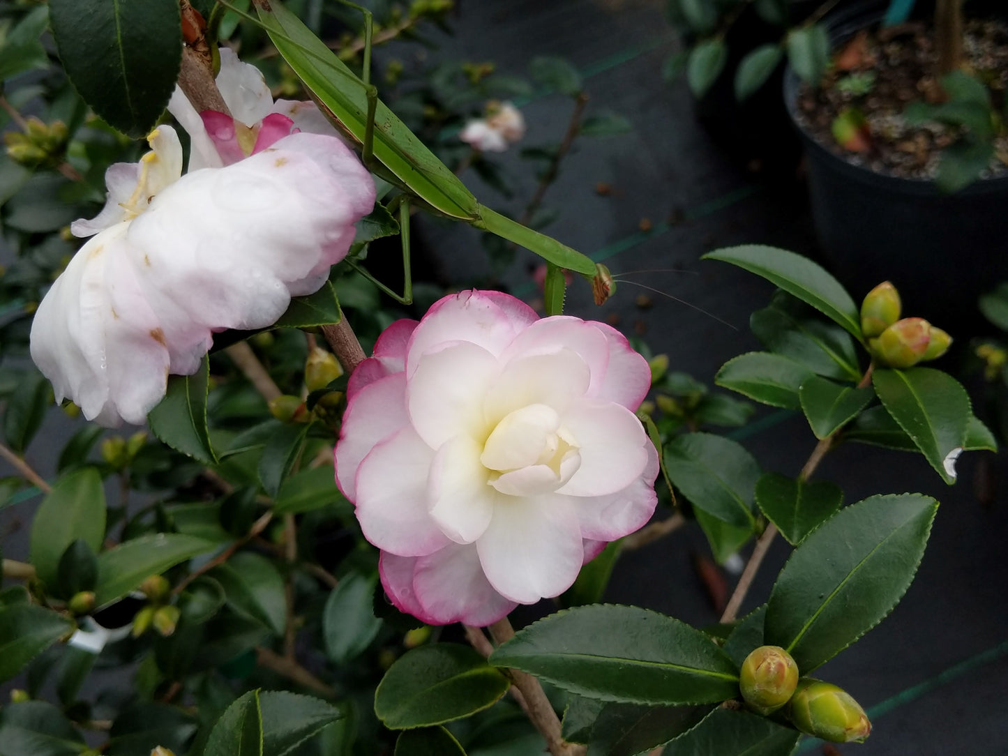 Camellia sasanqua 'Radiant Pixie' at Camellia Forest Nursery