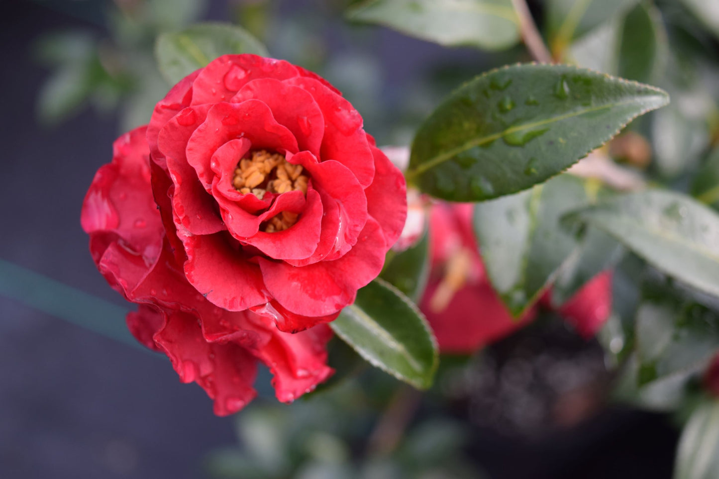 Camellia sasanqua 'Reverend Ida'