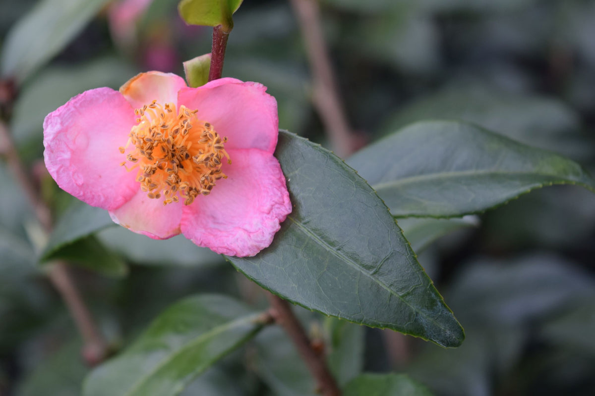 Camellia 'Robiraki'