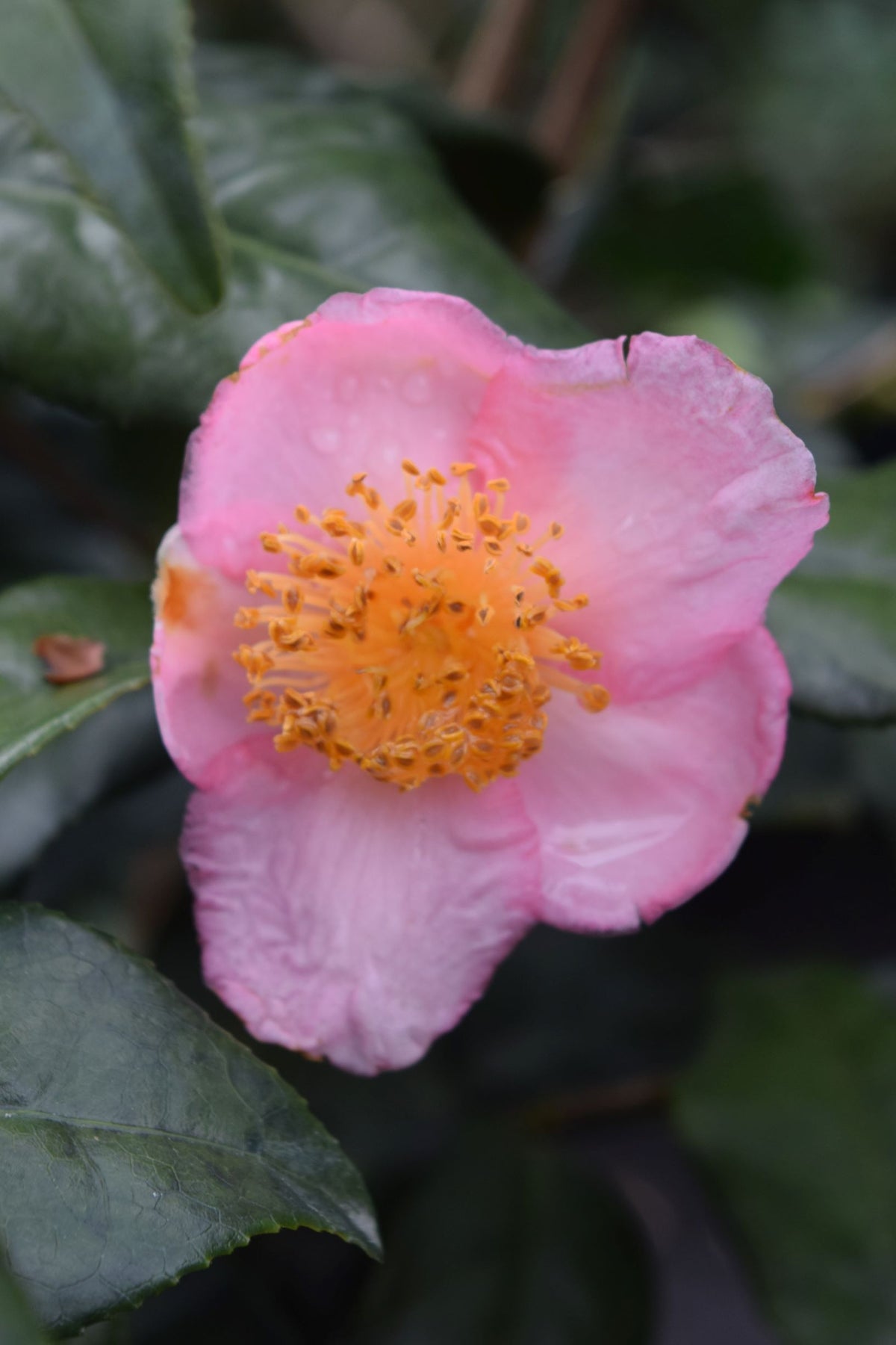 Camellia 'Robiraki'