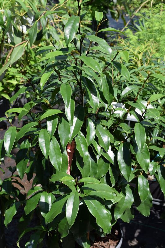 Magnolia 'Stellar Ruby' PP#29778