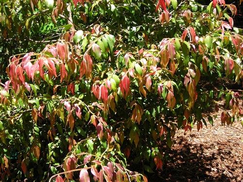 Camellia cuspidata at Camellia Forest Nursery