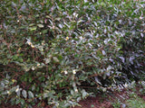 Camellia sinensis var. sinensis &quot;Small Leaf&quot; at Camellia Forest Nursery