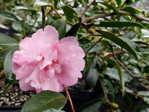 Camellia sasanqua 'Sarrel' at Camellia Forest Nursery