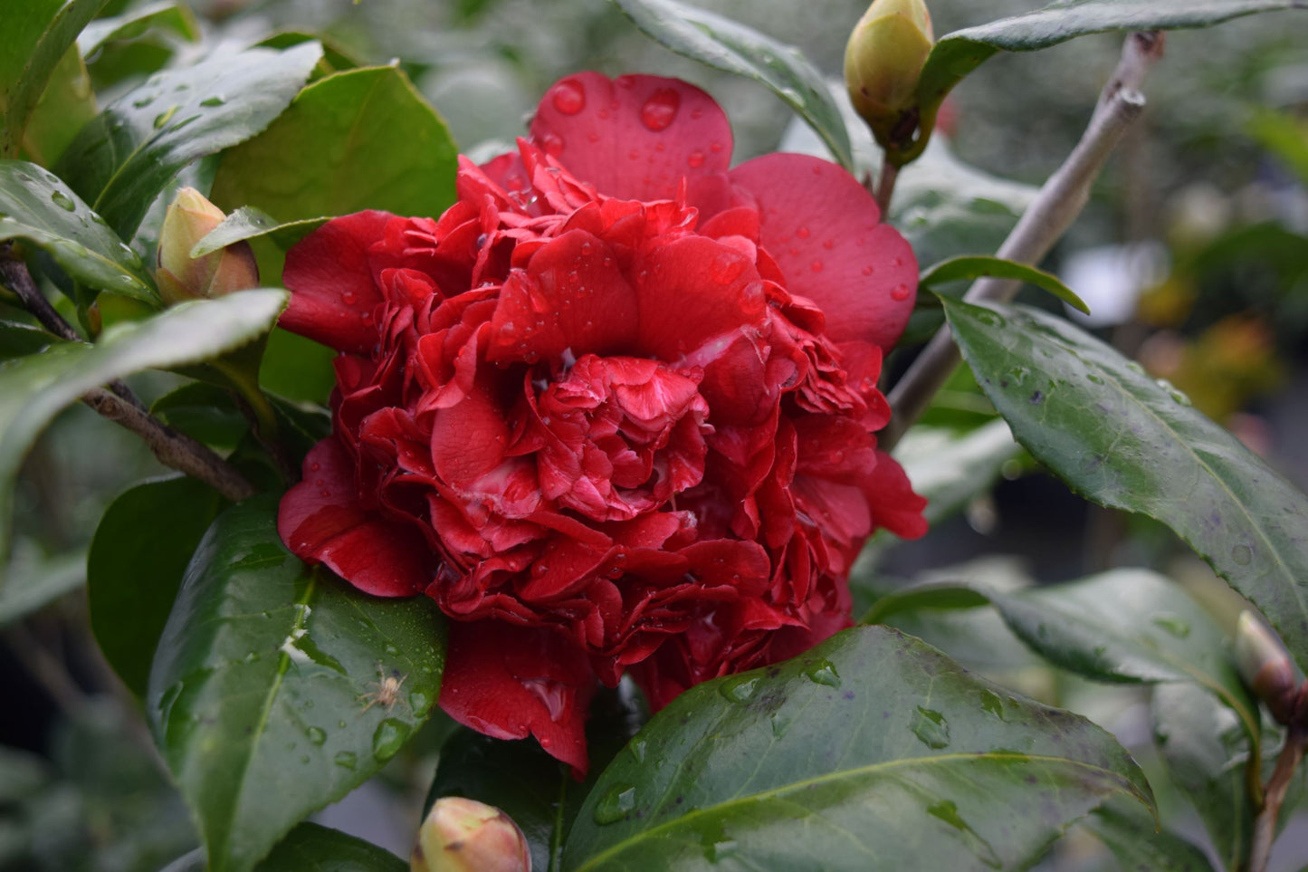 Camellia japonica 'Sawada's Mahogany'