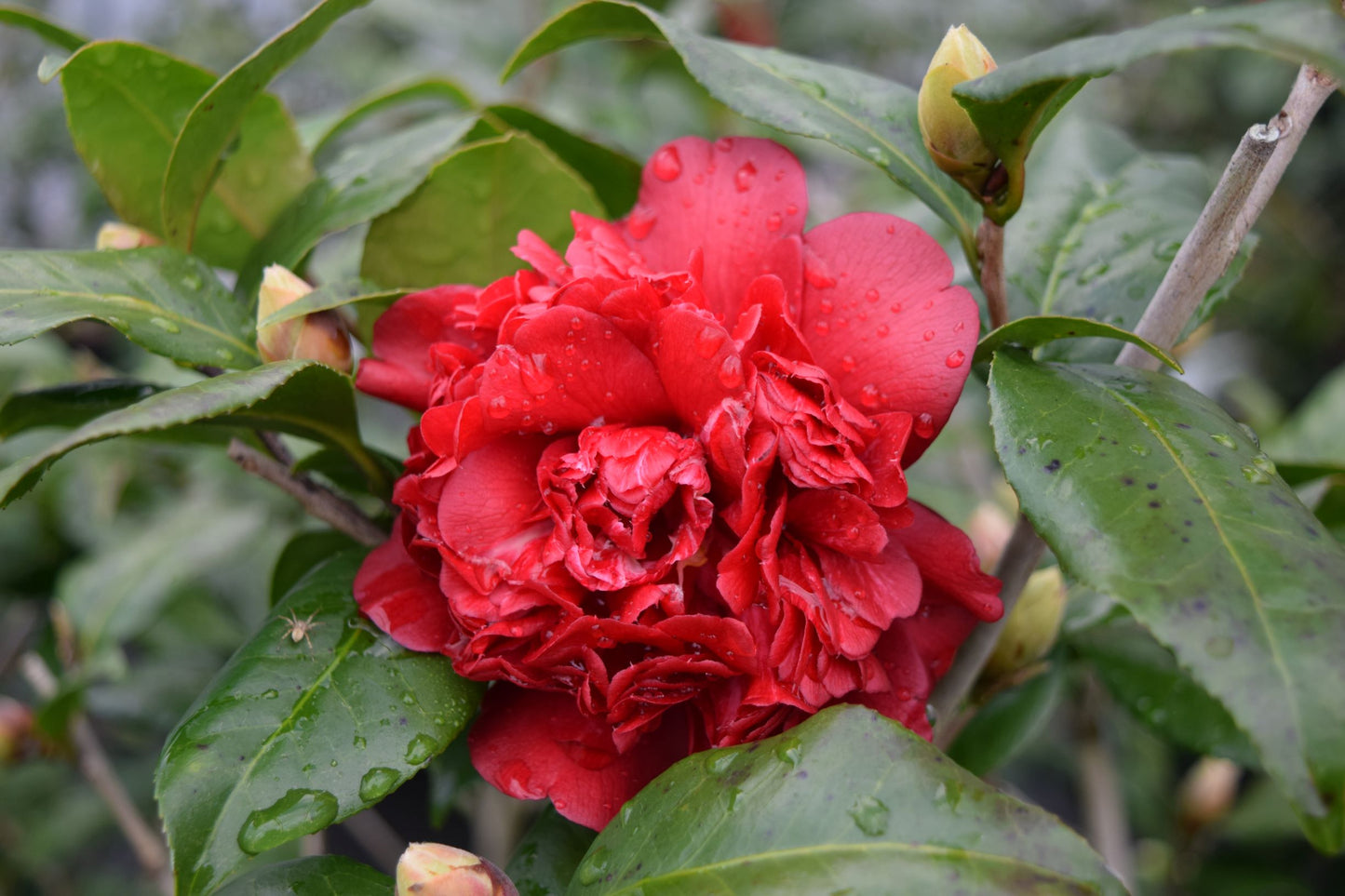 Camellia japonica 'Sawada's Mahogany'