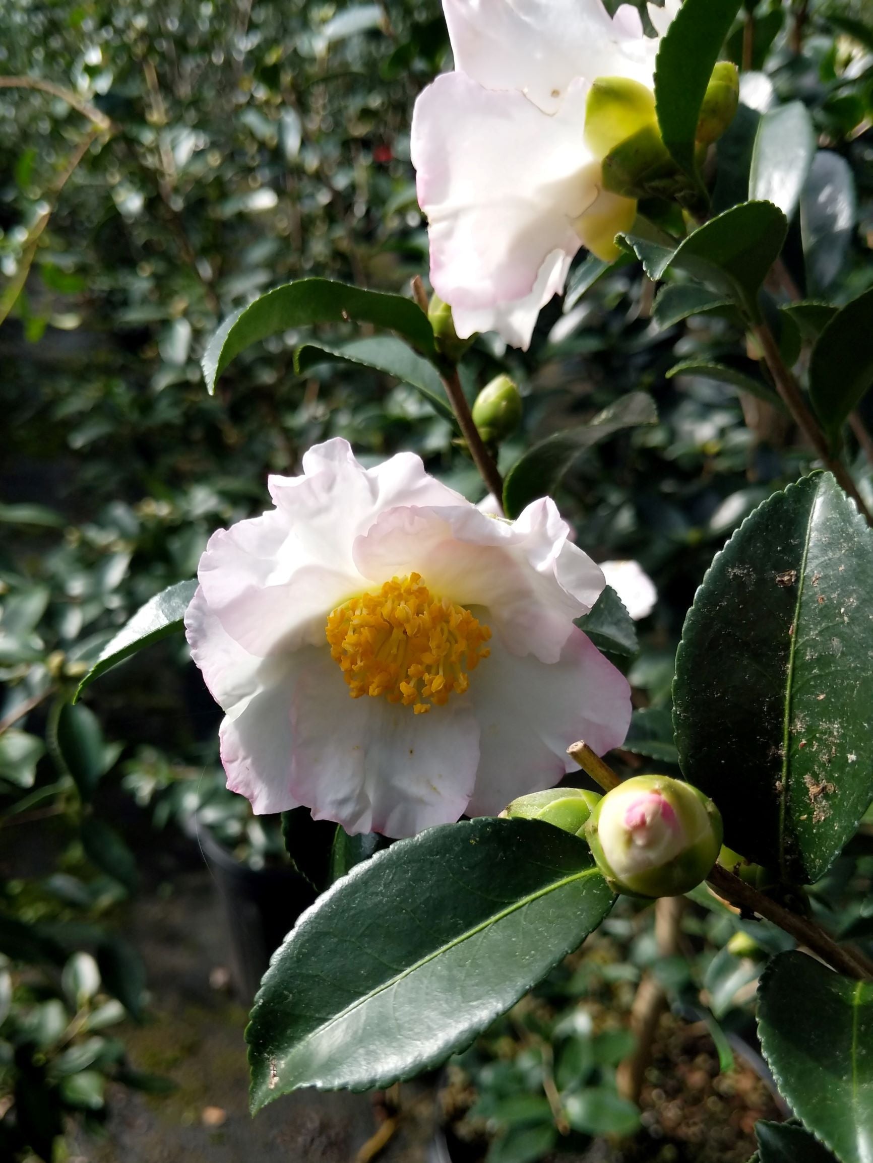 Camellia sasanqua 'Shin-otahaku' at Camellia Forest Nursery