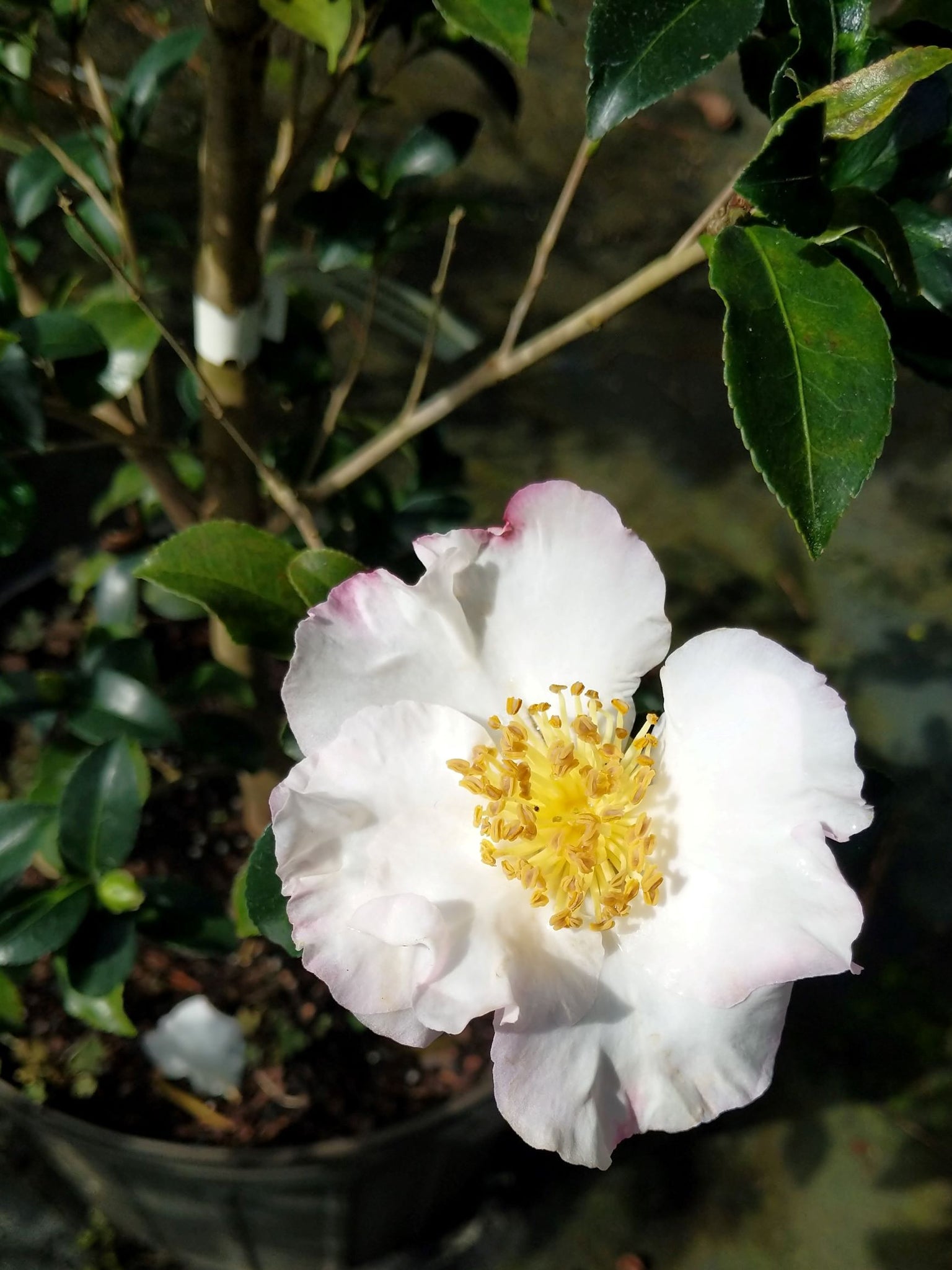 Camellia sasanqua 'Shin-otahaku'