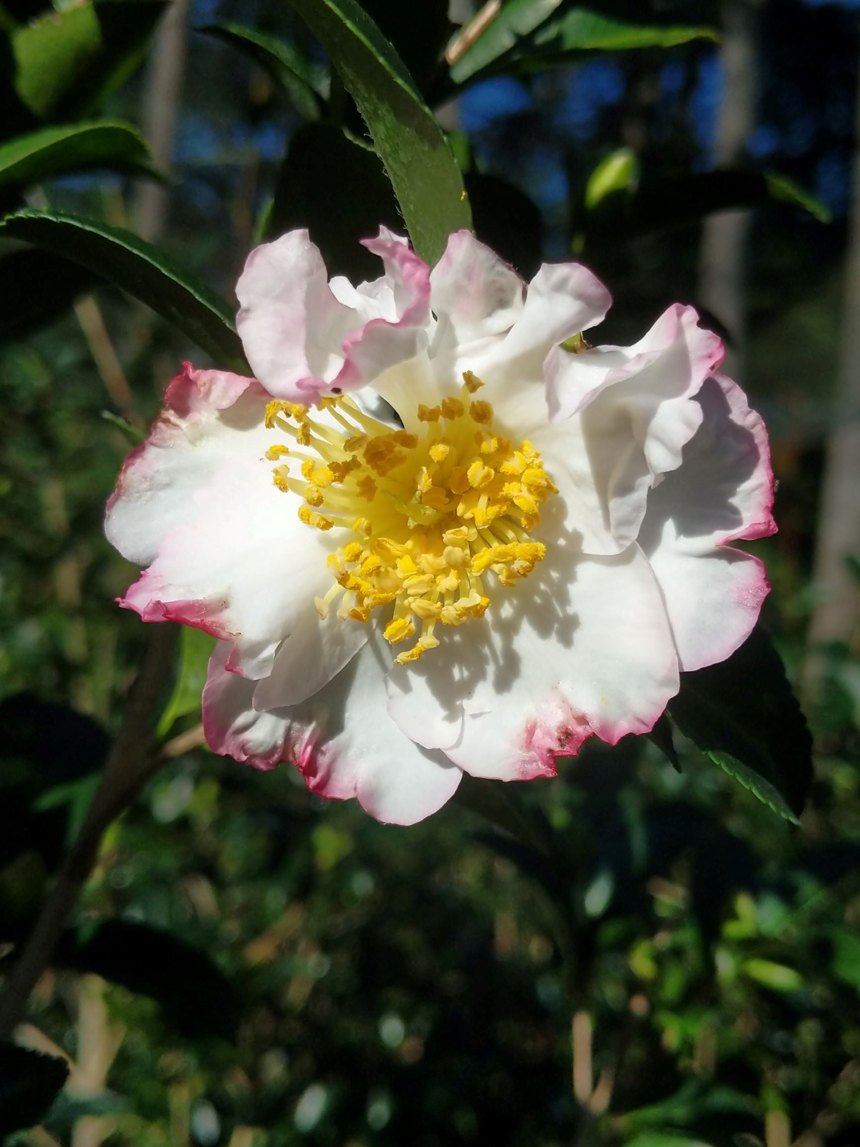 Camellia sasanqua 'Shin-otahaku' at Camellia Forest Nursery