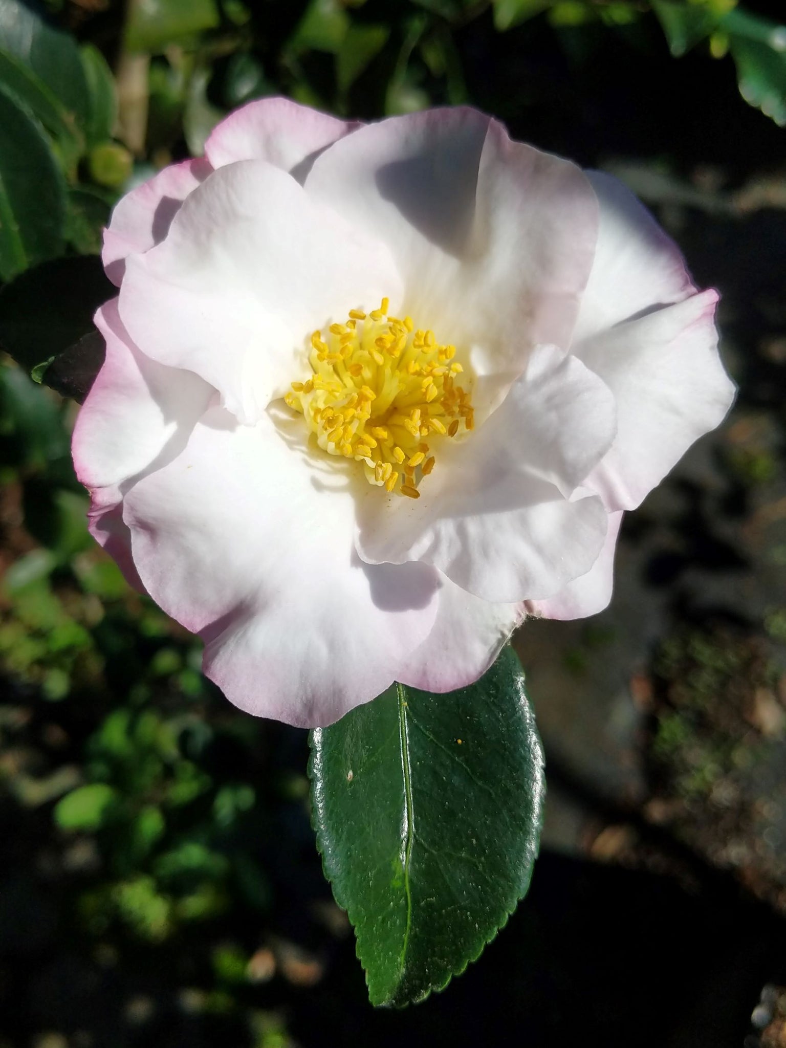 Camellia sasanqua 'Shin-otahaku'