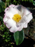 Camellia sasanqua 'Shin-otahaku' at Camellia Forest Nursery