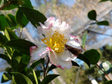 Camellia sasanqua 'Shin-otahaku' at Camellia Forest Nursery