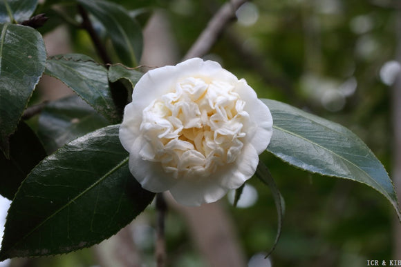 Camellia rusticana 'Shirokarako'
