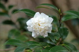 Camellia rusticana 'Shirokarako'