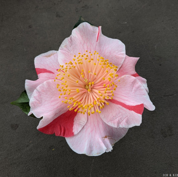 Camellia japonica 'Showa-no-hikari'