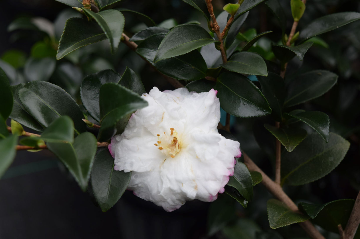 Camellia sasanqua 'Silver Dollar' at Camellia Forest Nursery