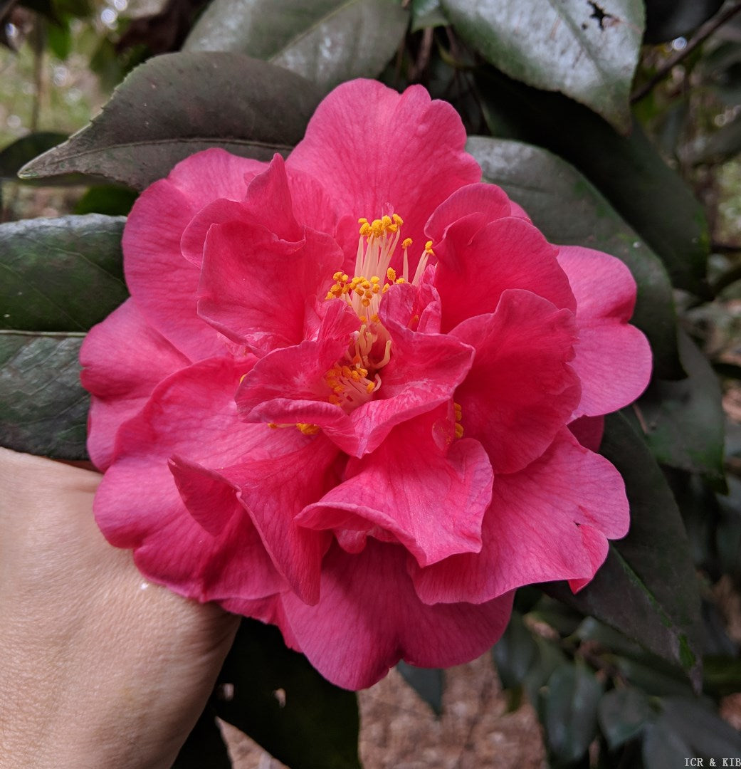 Camellia japonica 'Simeon'