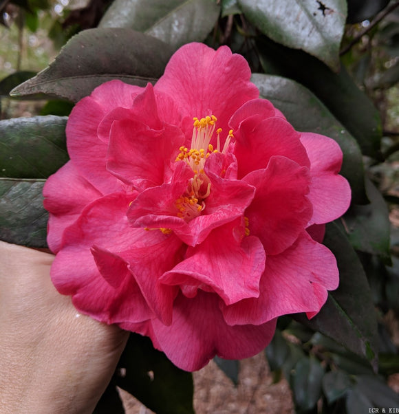 Camellia japonica 'Simeon'