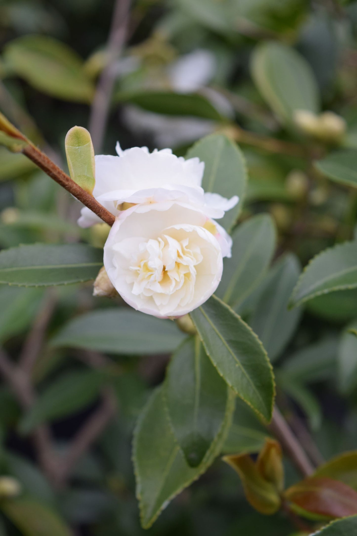 Camellia x 'Snow Flurry'