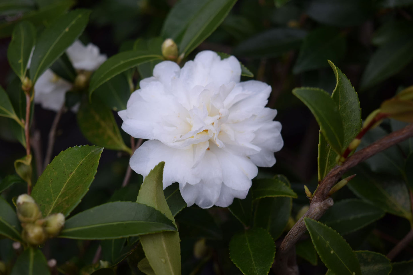 Camellia x 'Snow Flurry'