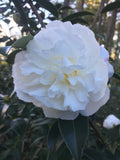 Camellia sasanqua 'Snow Brocade'