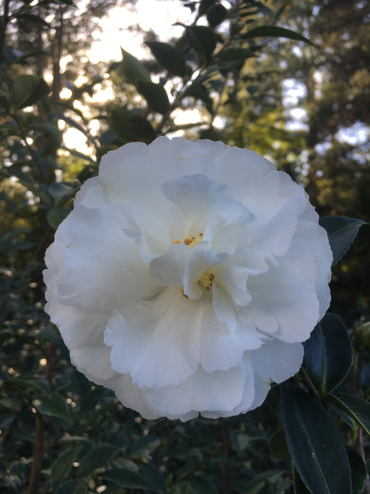 Camellia sasanqua 'Snow Brocade'