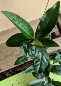 Camellia sinensis "Sochi" tea plant at Camellia Forest Nursery