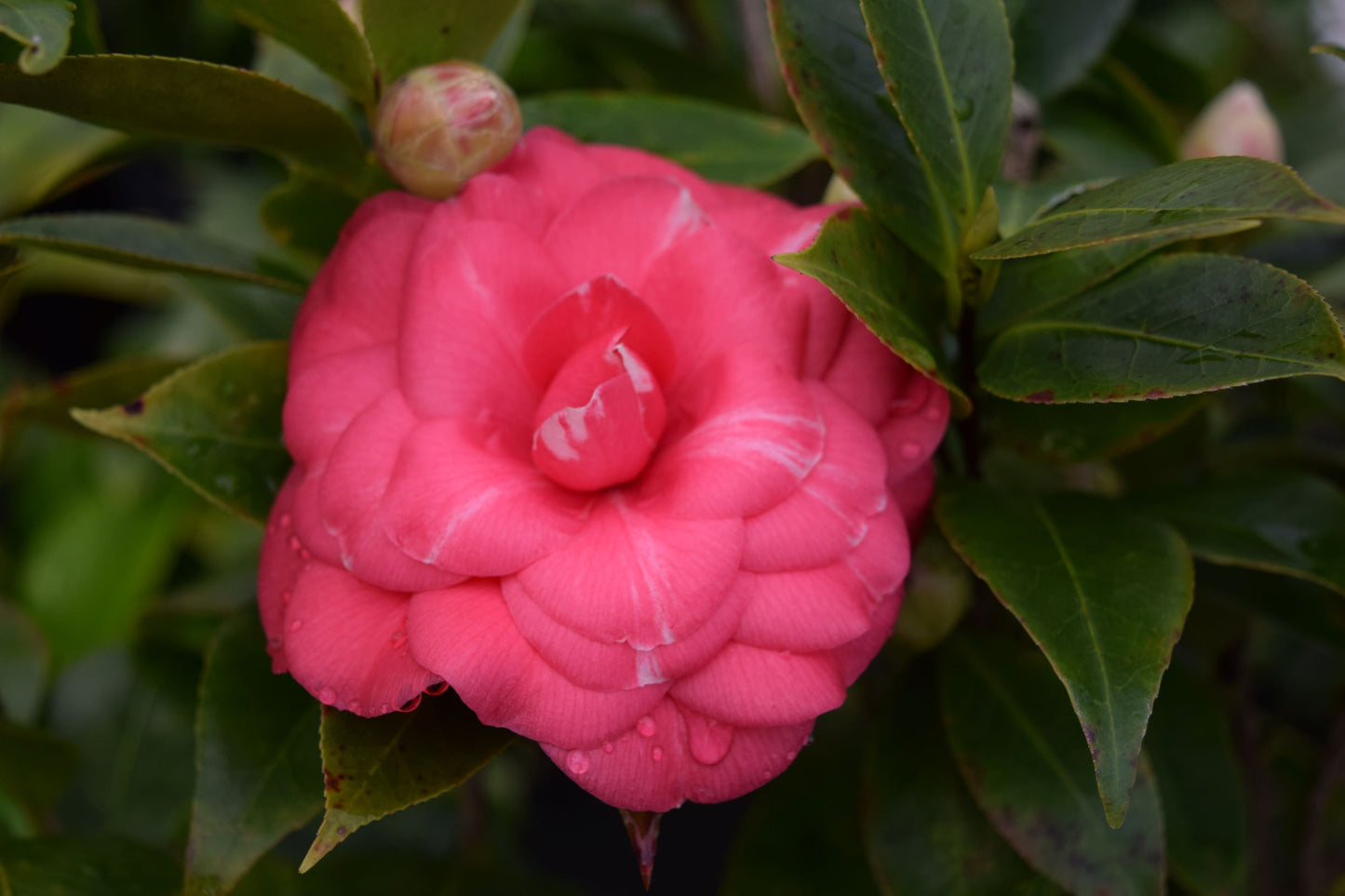 Camellia japonica 'Solomon's Best Dwarf'