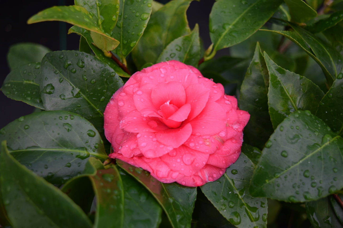 Camellia japonica 'Solomon's Best Dwarf'