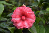 Camellia japonica 'Solomon's Best Dwarf'