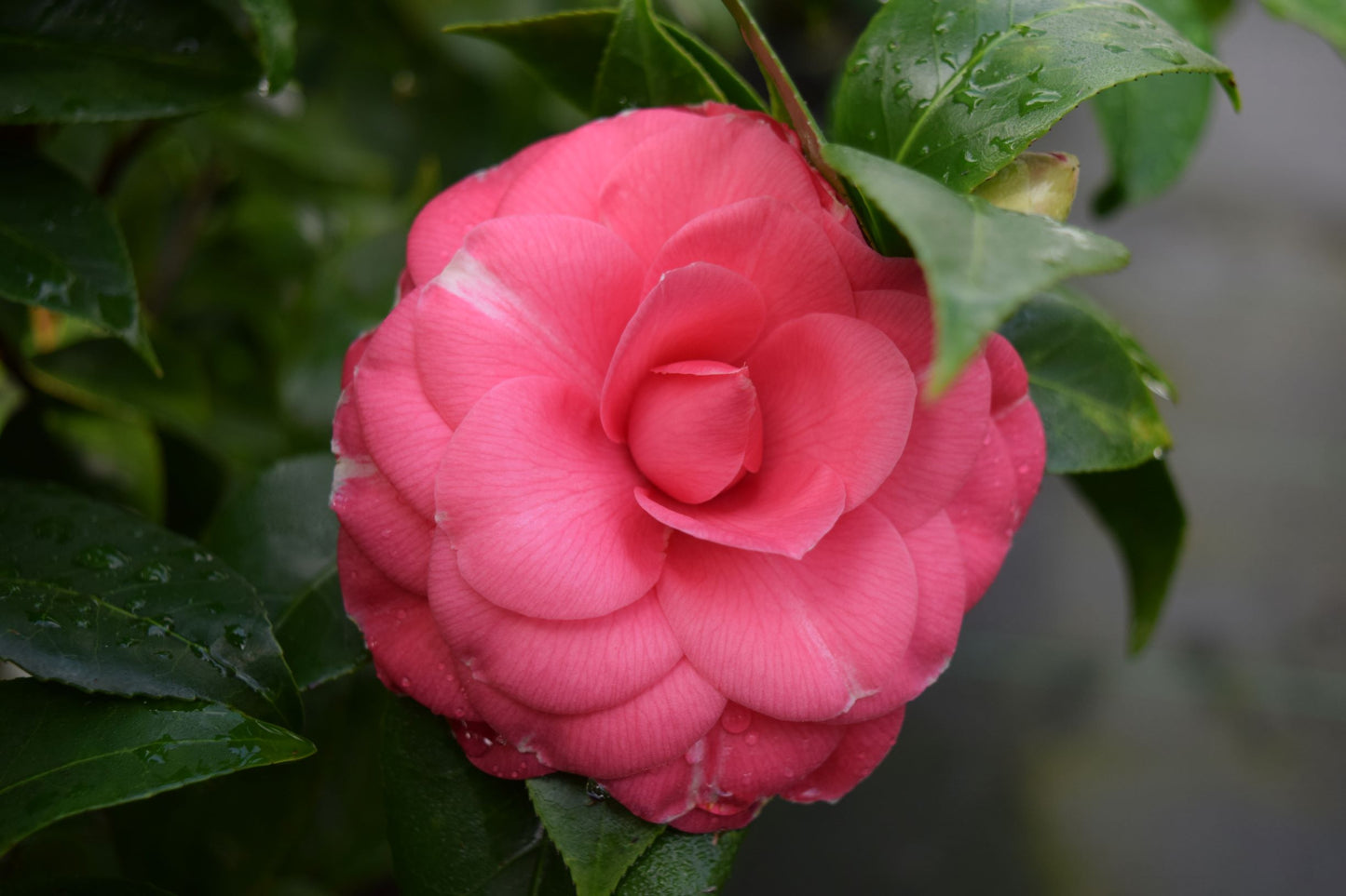 Camellia japonica 'Solomon's Best Dwarf'