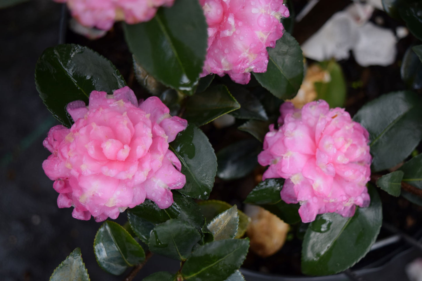 Camellia sasanqua 'Strawberry Limeade'