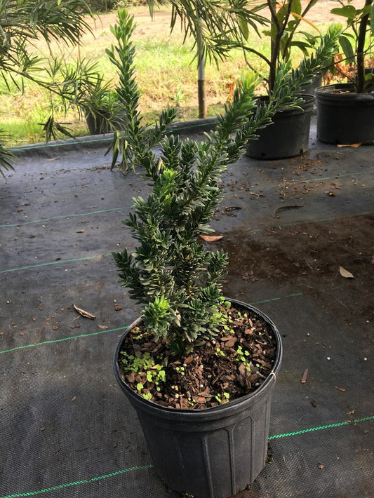 Podocarpus macrophyllus 'West Lake'