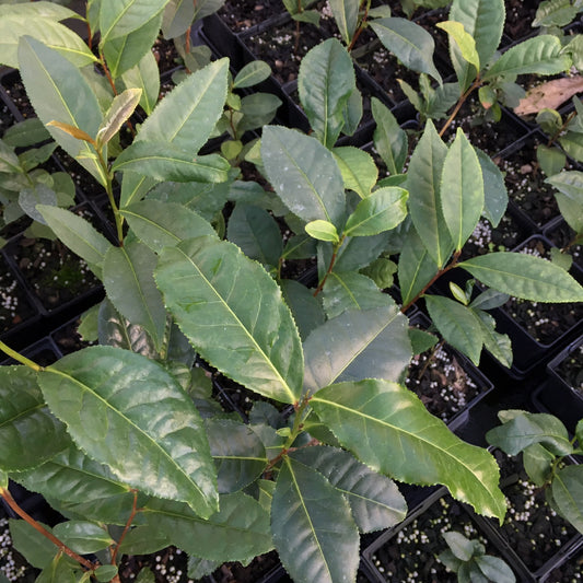 Camellia taliensis Seedlings