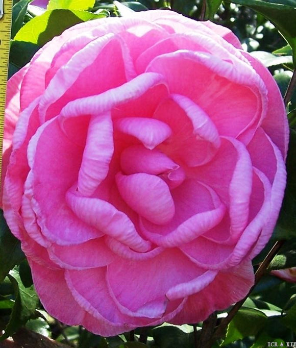 Camellia japonica 'Tammy'