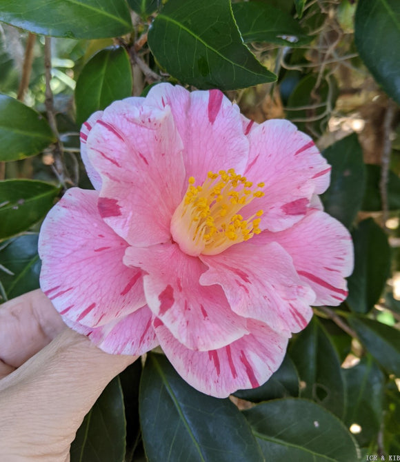 Camellia japonica 'T. K. Variegated'