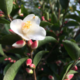 Camellia transarisanensis