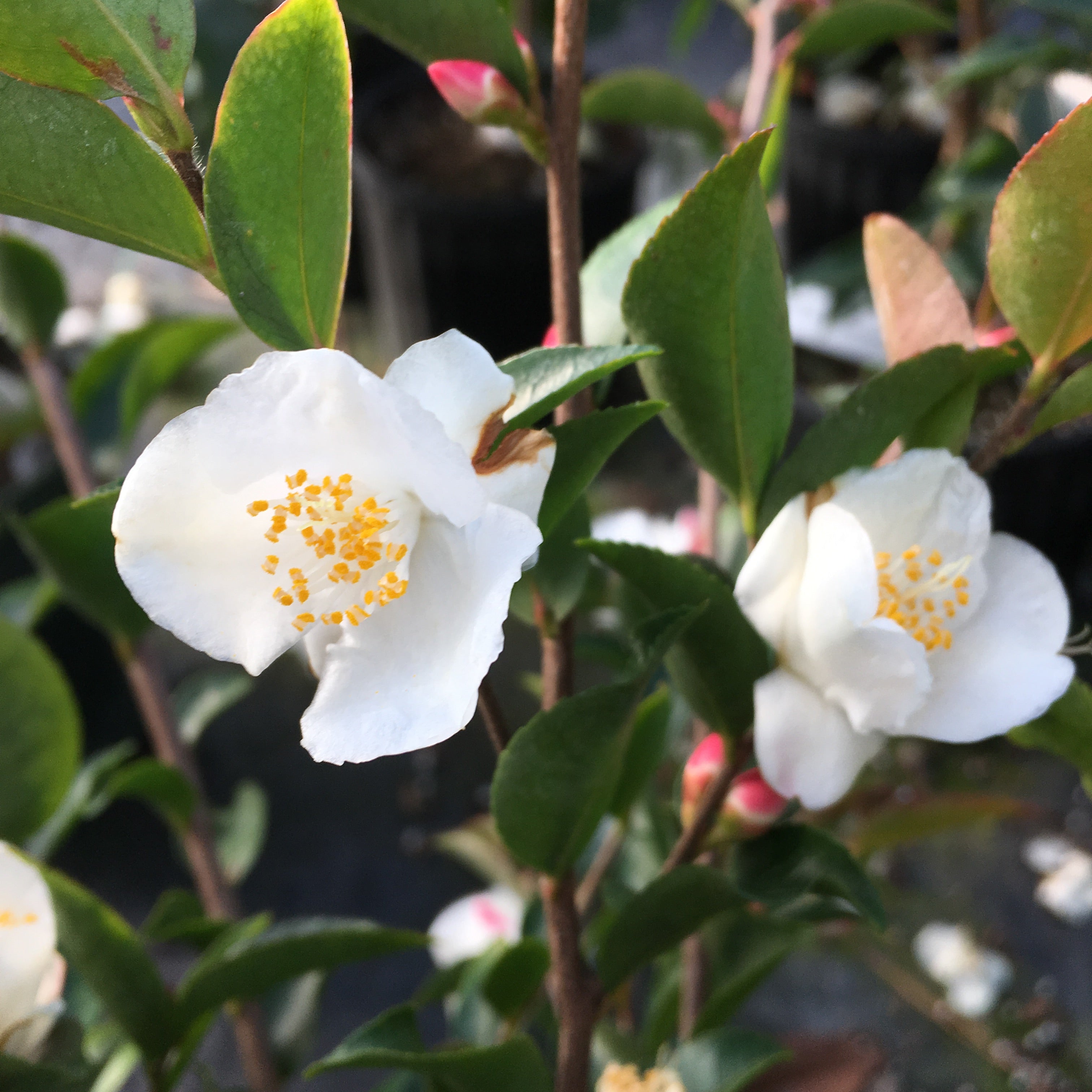Camellia species Camellia Forest Nursery