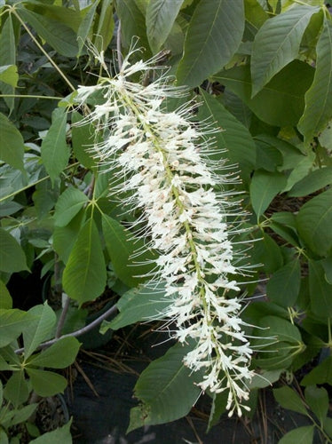 Aesculus parviflora, Pick-up ONLY at Camellia Forest Nursery