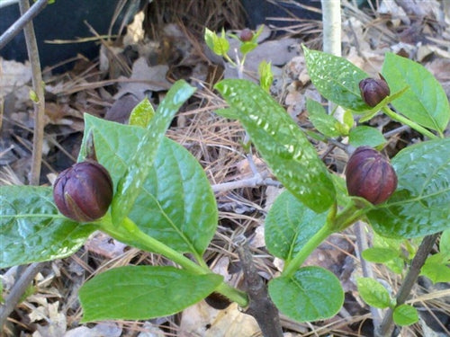 Calycanthus x raulstonii 'Hartlage Wine' at Camellia Forest Nursery