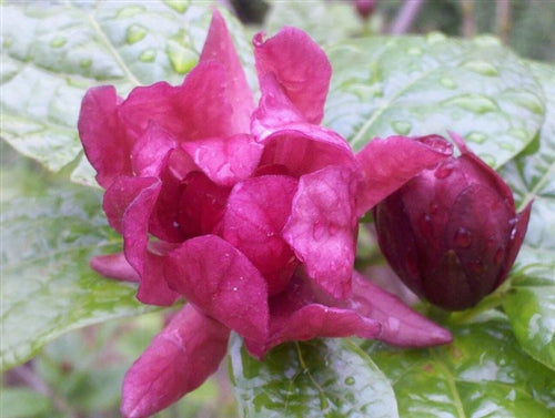 Calycanthus x raulstonii 'Hartlage Wine' at Camellia Forest Nursery