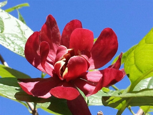 Calycanthus x raulstonii 'Hartlage Wine' at Camellia Forest Nursery