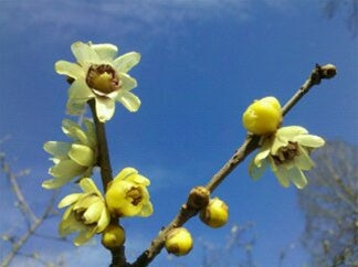 Chimonanthus praecox, Wintersweet