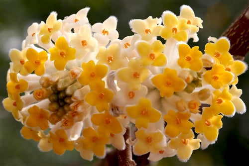 Edgeworthia chrysantha 'Snow Cream'