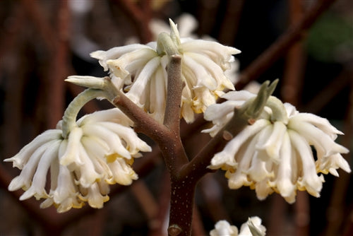 Edgeworthia chrysantha 'Snow Cream'