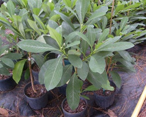 Edgeworthia chrysantha 'Snow Cream'