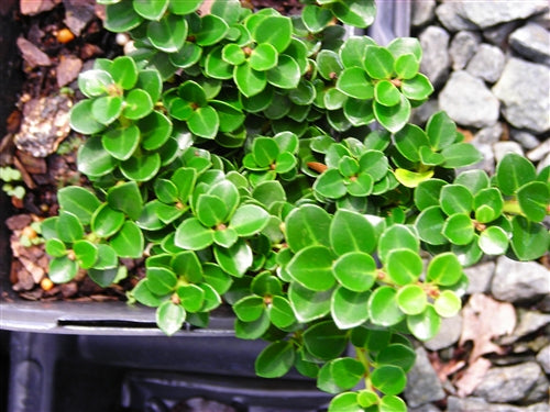 Ilex crenata 'Dwarf Pagoda', Japanese Holly