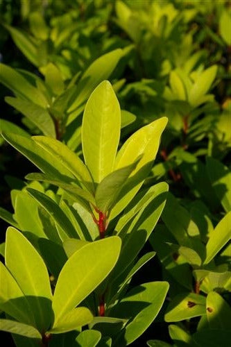 Illicium parviflorum 'Florida Sunshine'